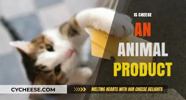 Is Cheese an Animal Product? Unraveling the Dairy Debate