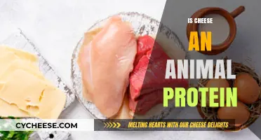 Is Cheese an Animal Protein? Unraveling Dairy's Nutritional Source