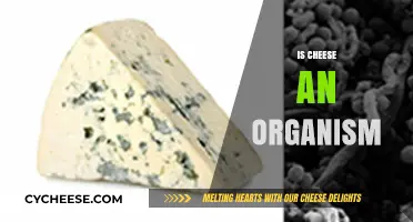 Is Cheese Alive? Exploring If Cheese Qualifies as an Organism
