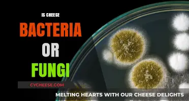 Cheese: A Delicious Product of Bacteria or Fungi Explained