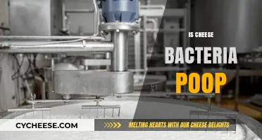Is Cheese Bacteria Poop? Unraveling the Myth Behind Dairy Fermentation