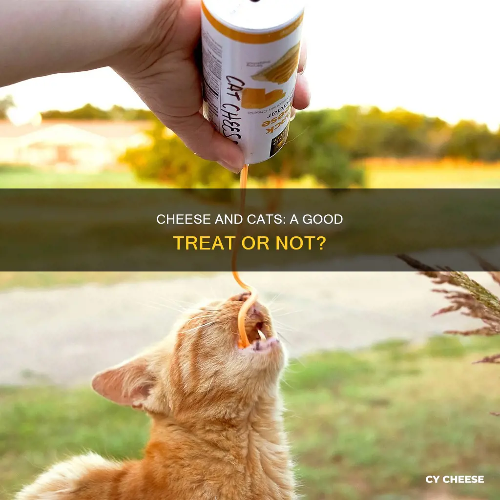 is cheese bad fir cats