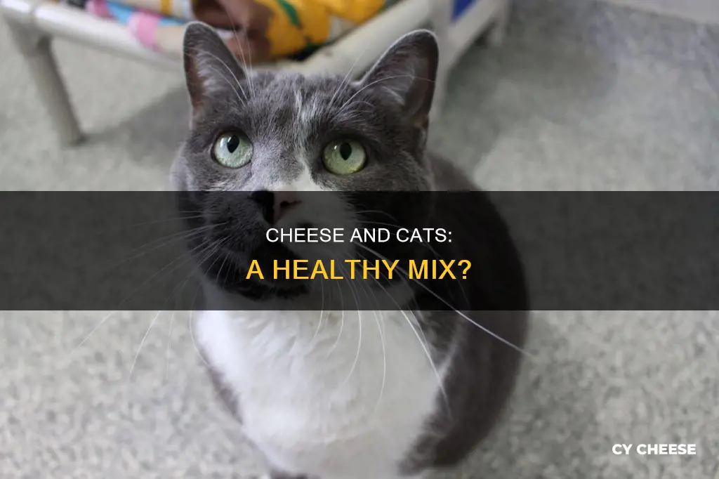 is cheese bad for a cat