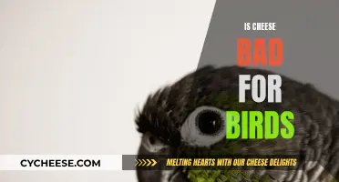 Cheese and Birds: A Dangerous Combination