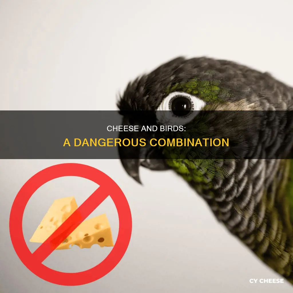 is cheese bad for birds