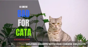 Cheese and Cats: A Dangerous Mix?
