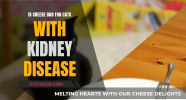 Cheese and Kidney Disease in Cats: What You Need to Know