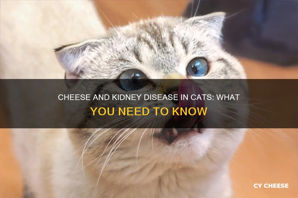 is cheese bad for cats with kidney disease