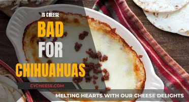 Cheese and Chihuahuas: What You Need to Know