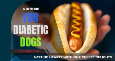 Cheese and Diabetic Dogs: What You Need to Know