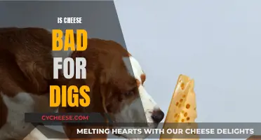 Cheese and Dogs: A Healthy Mix?