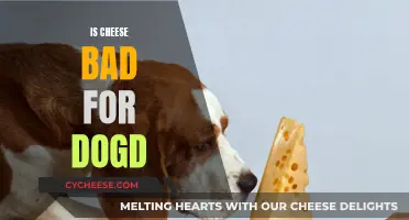 Cheese and Dogs: A Healthy Mix?