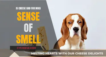 Cheese: Friend or Foe for Dogs' Super Sniffers?