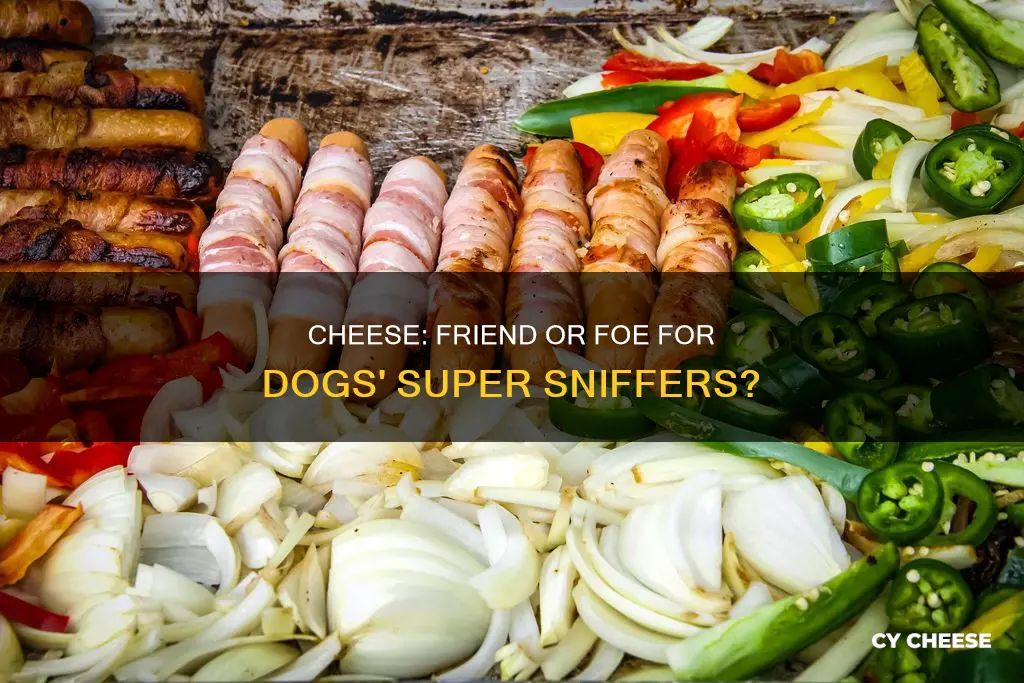 is cheese bad for dogs sense of smell