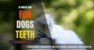 Cheese and Dog Teeth: A Healthy Snack?