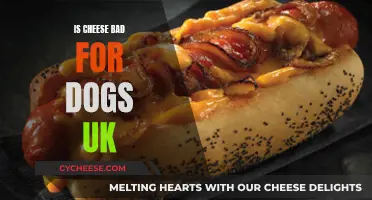 Cheese and Dogs: What You Need to Know