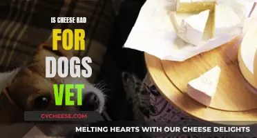 Cheese and Dogs: What Vets Say