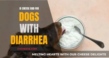 Cheese and Diarrhea in Dogs: A Bad Combination?