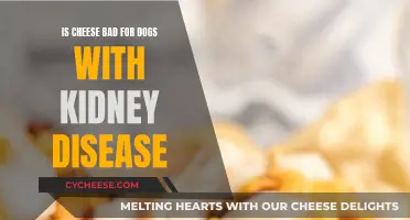 Cheese and Kidney Disease in Dogs: What You Need to Know