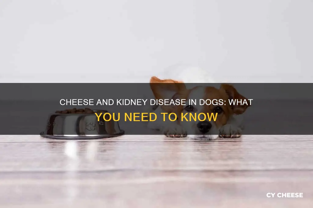 is cheese bad for dogs with kidney disease