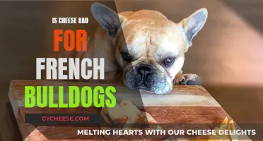 Cheese and French Bulldogs: What You Need to Know