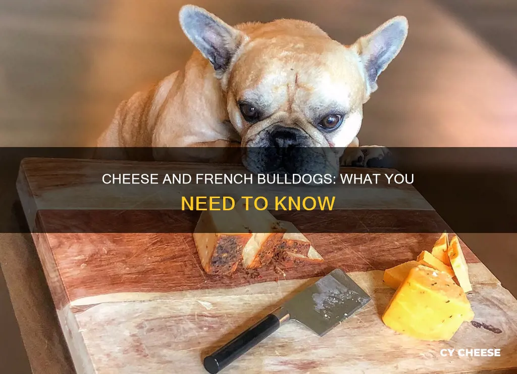 is cheese bad for french bulldogs