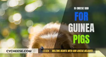 Cheese and Guinea Pigs: A Healthy Mix?