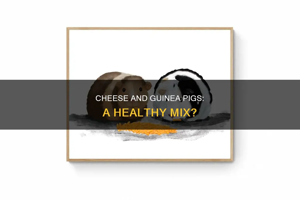 is cheese bad for guinea pigs