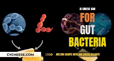 Cheese and Gut Health: Friend or Foe?