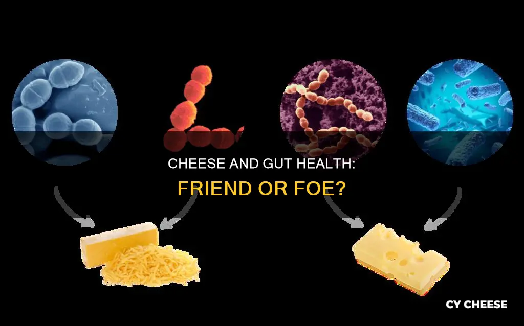 is cheese bad for gut bacteria
