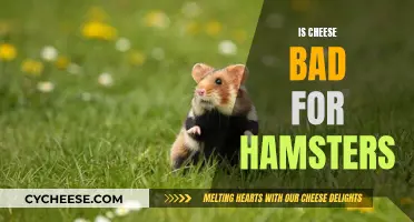 Cheese and Hamsters: A Healthy Mix?