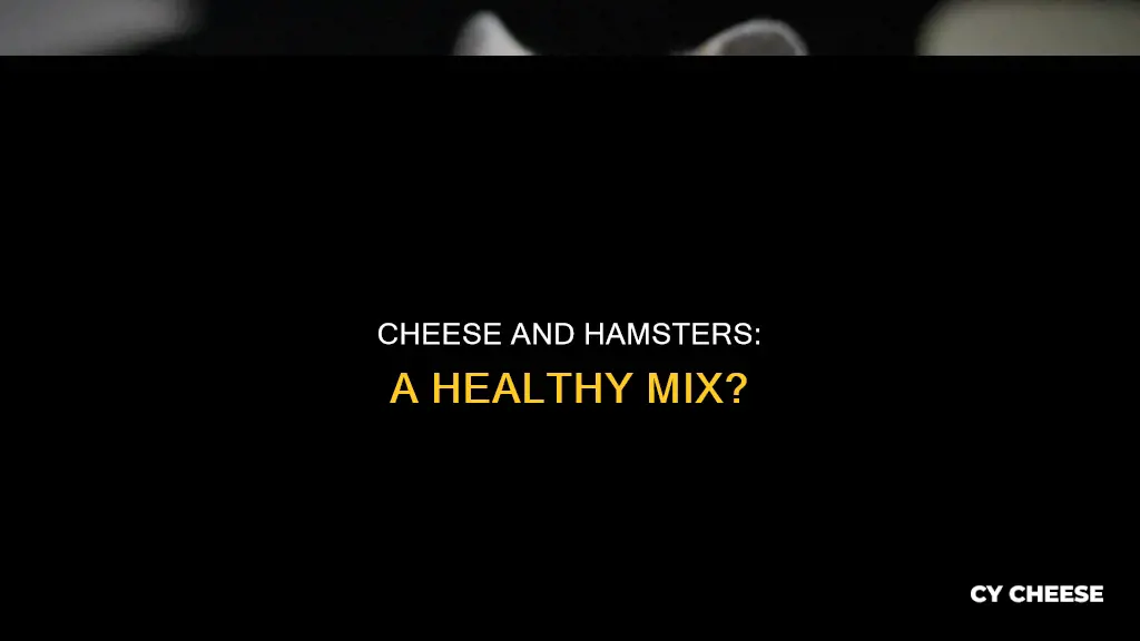 is cheese bad for hamsters