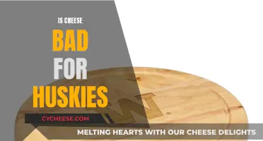 Cheese and Huskies: A Healthy Mix?