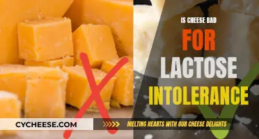 Cheese and Lactose Intolerance: What's the Verdict?