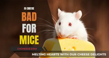 Cheese: A Healthy Snack for Mice?
