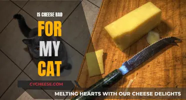 Cheese and Cats: A Healthy Mix?