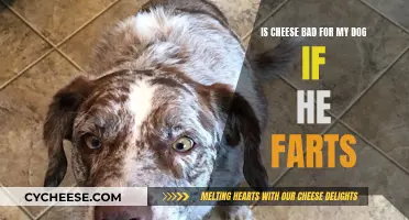 Cheese and Dog Farts: What's the Deal?