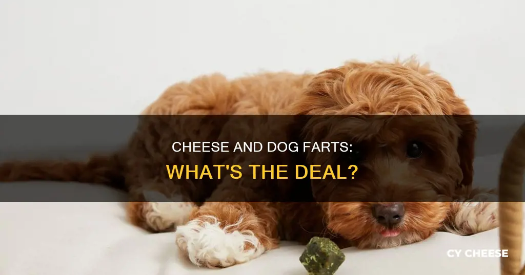 is cheese bad for my dog if he farts