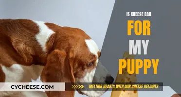 Cheese and Puppies: A Healthy Mix?