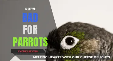 Cheese and Parrots: A Healthy Mix?