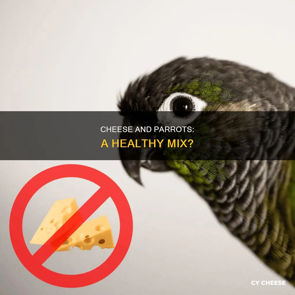 is cheese bad for parrots