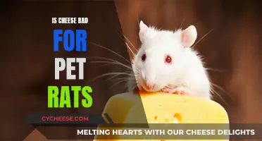 Cheese and Pet Rats: A Healthy Treat?