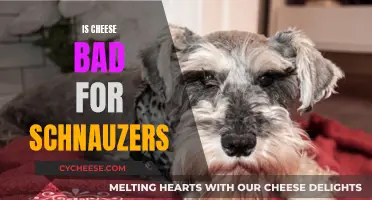Cheese and Schnauzers: What You Need to Know