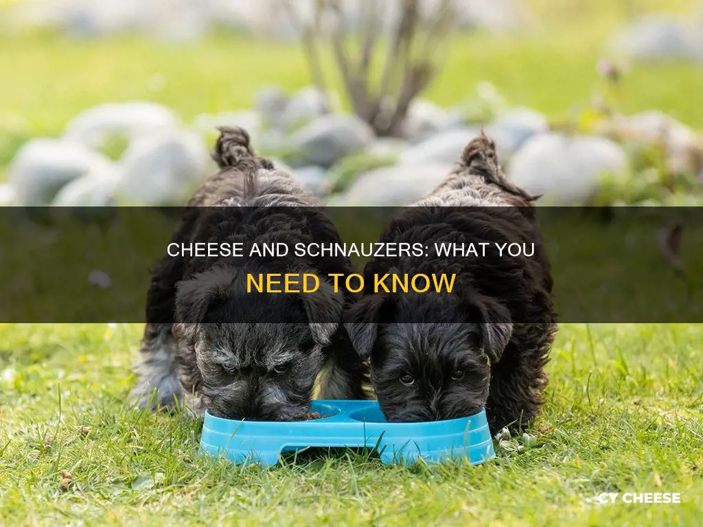 is cheese bad for schnauzers