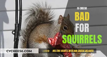Cheese and Squirrels: A Healthy Diet?
