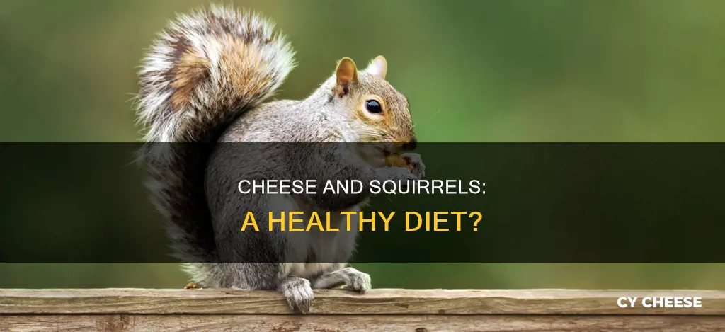 is cheese bad for squirrels