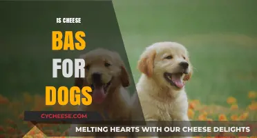 Is Cheese Bad for Dogs? Understanding the Risks and Benefits