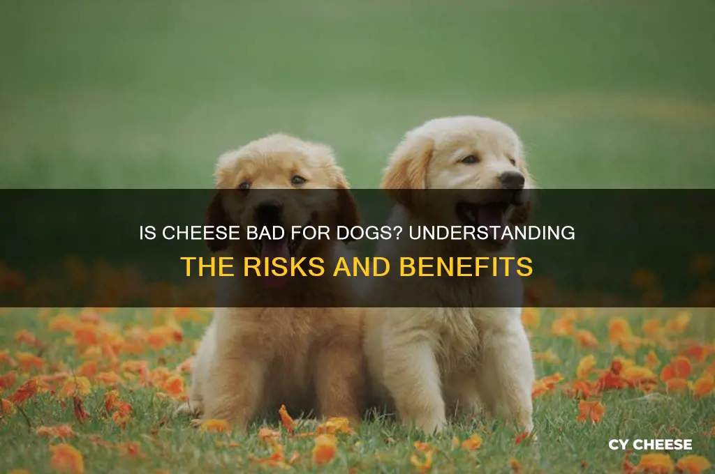 is cheese bas for dogs