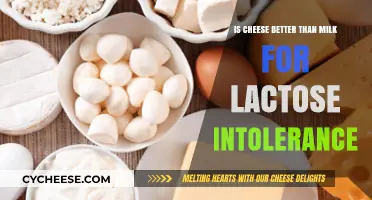 Cheese vs. Milk: Which is Kinder to Lactose Intolerance?