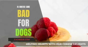 Cheesecake: A Dangerous Treat for Your Dog